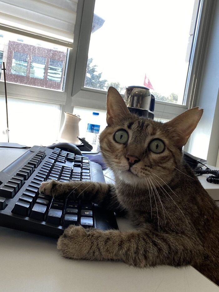 Tabby cat with wide eyes on a keyboard in an office setting, one of the most adorable cats featured for top-tier work.