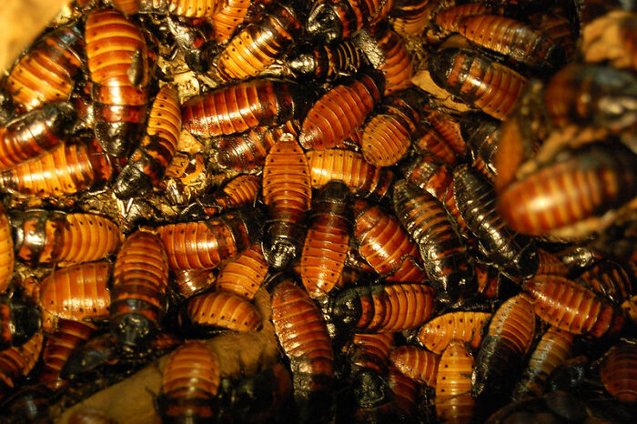 47 Times Health Inspectors Were Not Prepared For The Sight They Would Be Exposed To