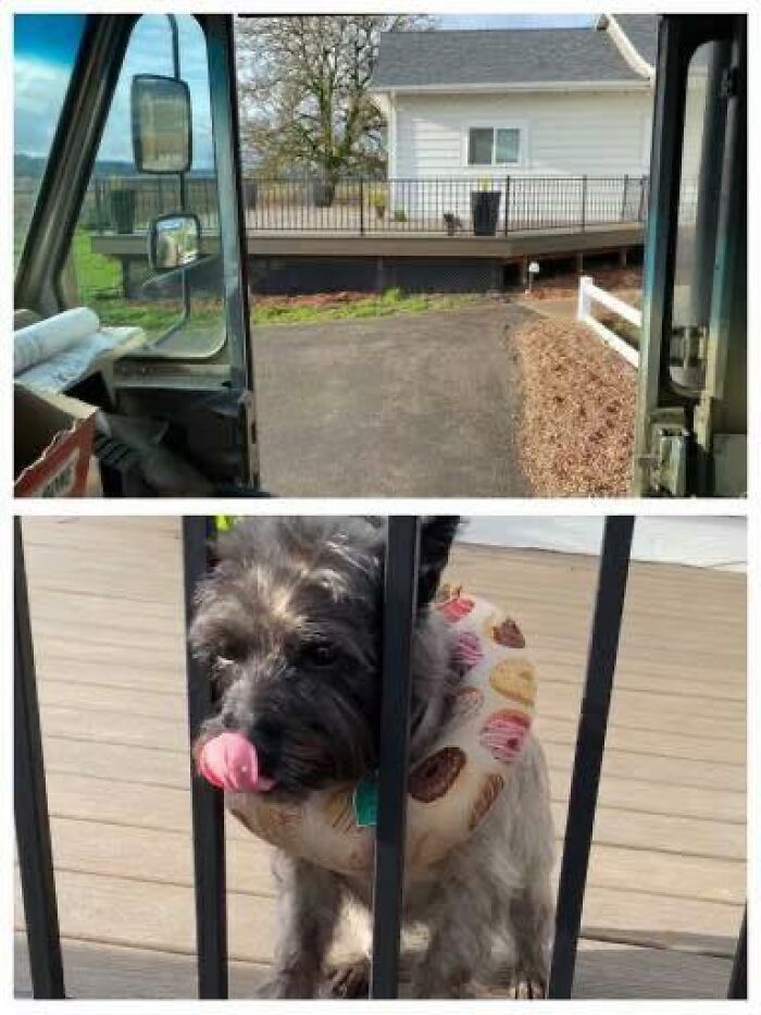 UPS driver parked outside a house with a small dog wearing a donut-shaped collar licking its nose behind a fence.