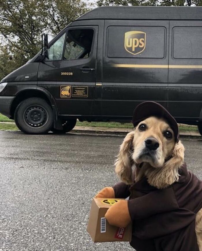 Dog dressed as UPS driver holding a package in front of a UPS delivery van on a residential street.