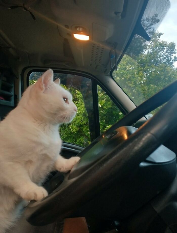 White cat sitting inside a car with paws on the steering wheel, looking focused and adorable by the window.