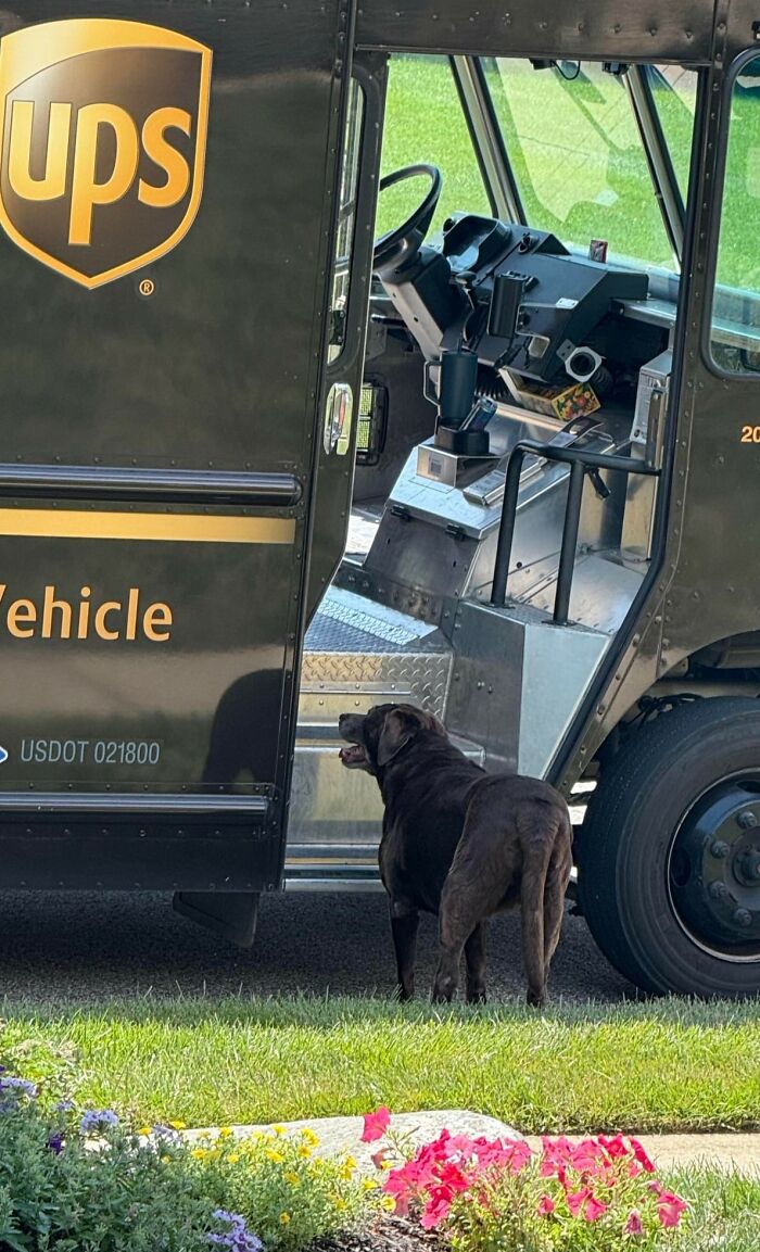 Black dog standing near open UPS delivery truck door on a sunny day with grass and colorful flowers nearby.