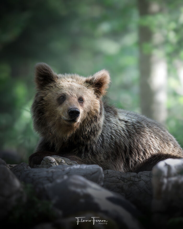 Brown bear resting on rocks in forest, showcasing how respecting nature creates stunning photos of wildlife.