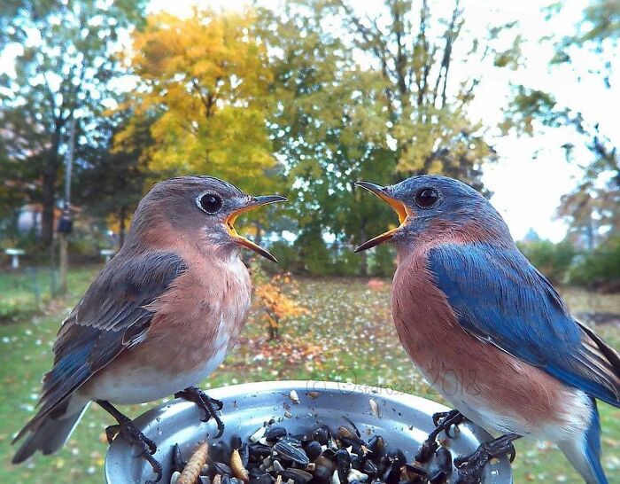 Two birds perched on a bird feeder in a yard captured by a woman using a camera for bird feeder photography.
