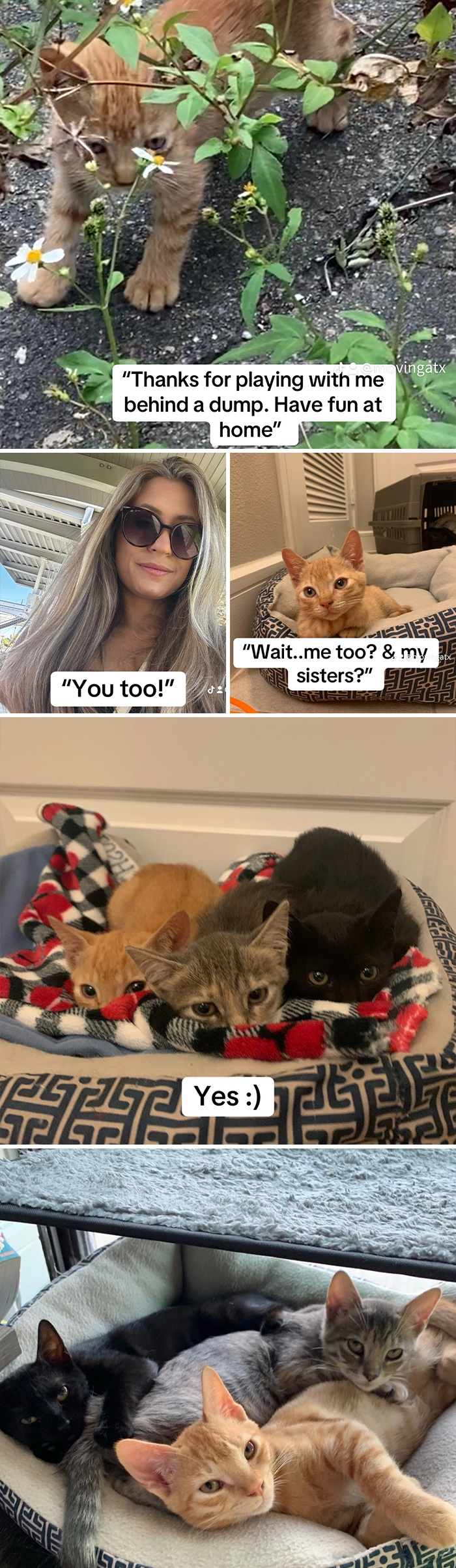 Multiple adorable cats and a woman captured in heartwarming adoption pictures showing their new loving home and bond.