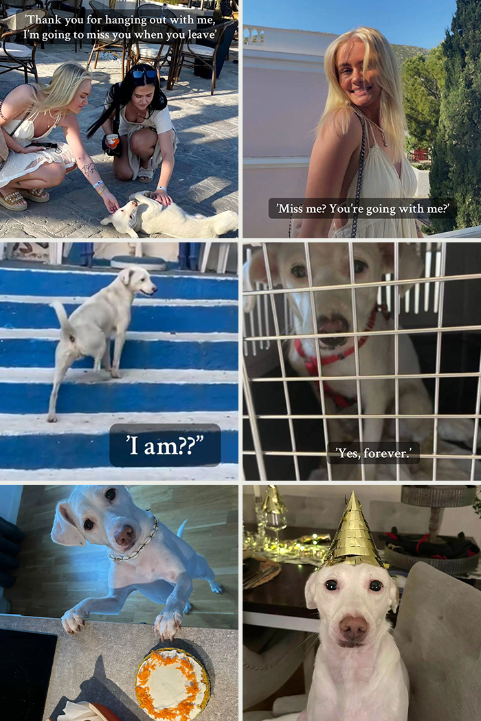 Happy adopted dog bonding with new family and celebrating life moments in various joyful settings outdoors and indoors