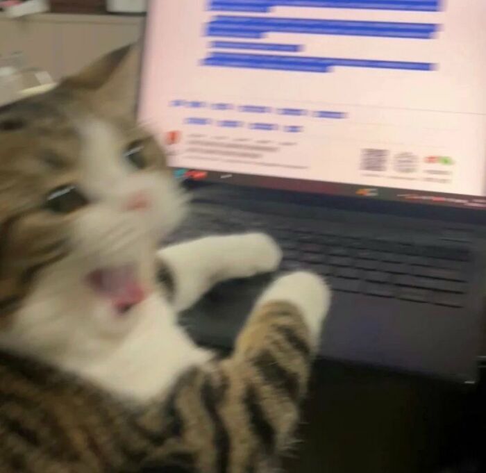 Blurry cat with striped fur and white paws in front of a laptop, showcasing the amazing cats with immaculate auras concept.