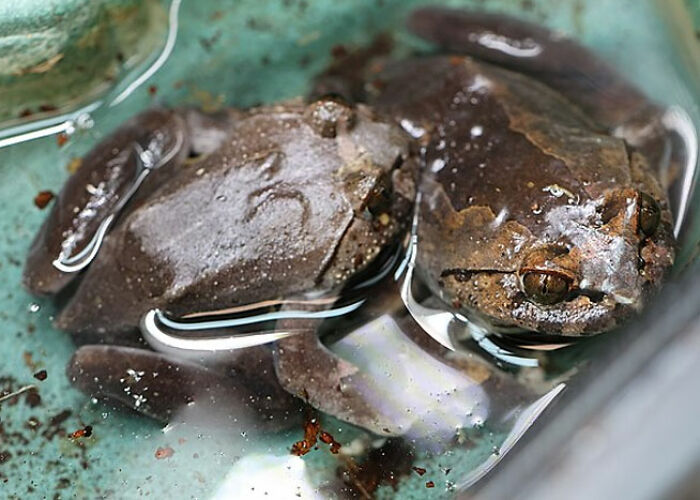 Close-up of a creepy and cool frog partially submerged in water showcasing surprising animal facts.