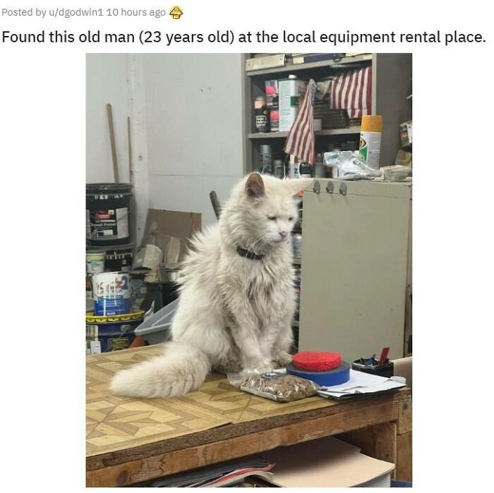 Fluffy white cat sitting on a workbench in a cluttered equipment rental workspace, showcasing adorable cat charm.