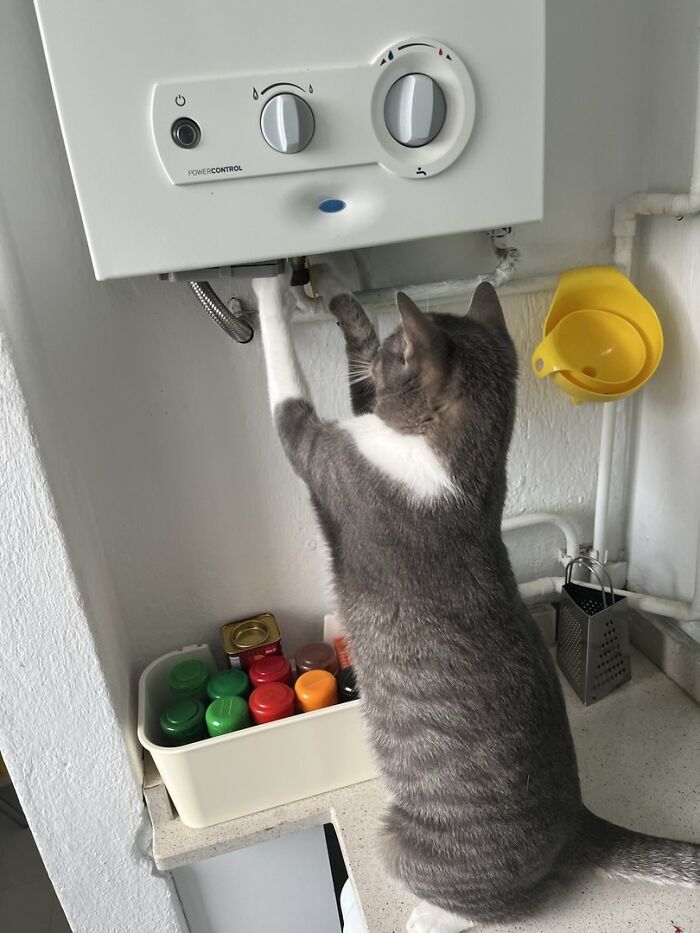 Gray and white adorable cat reaching up to a kitchen appliance, showcasing top-tier feline curiosity and charm.