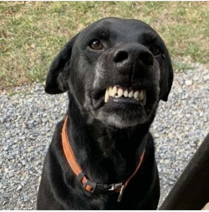 Black dog baring teeth with an orange collar, one of the adorable pets UPS drivers met and couldn’t help but brag about.