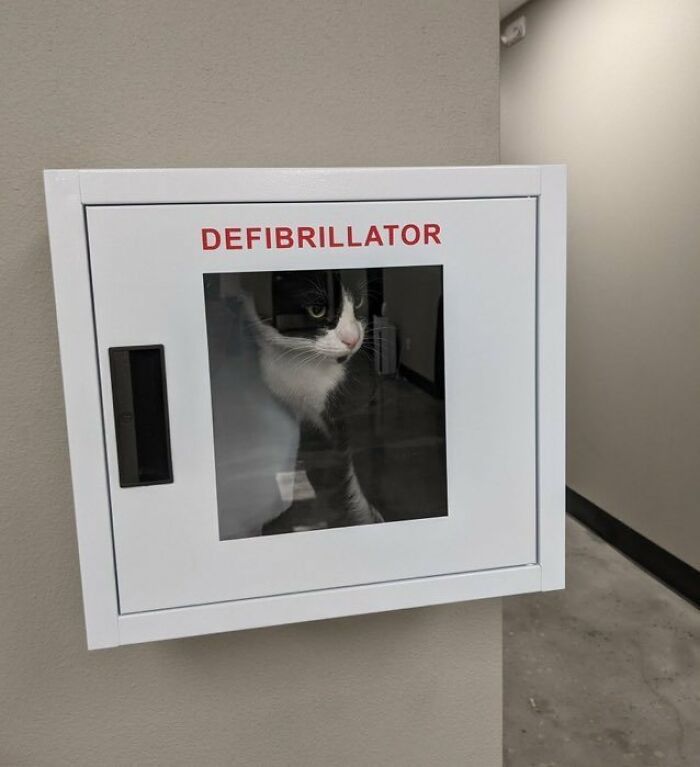 Black and white cat sitting inside a defibrillator box, showing one of the most adorable cats in a unique setting.
