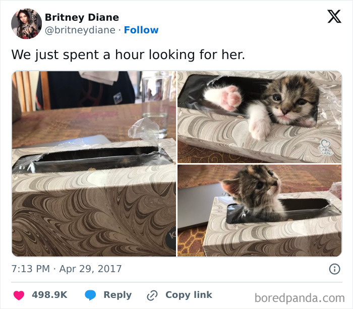 Kitten attempting to hide inside a tissue box, one of the pets who tried hiding but did a ridiculously bad job.