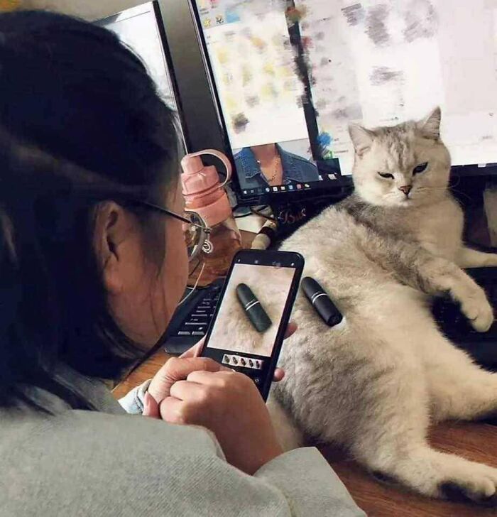 Person taking a photo of an adorable cat lying on a desk with objects, showcasing adorable cats with top-tier work vibes.