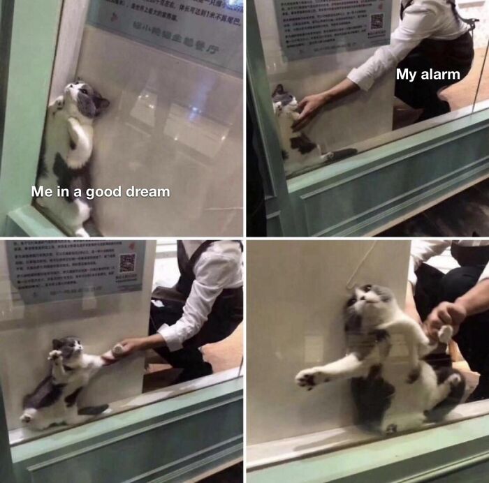 Cat in glass enclosure reacting to alarm, depicting a wholesome moment to distract from current world horrors.