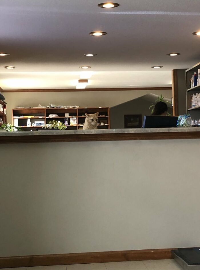 Cat sitting on a reception desk in an office, showcasing one of the most adorable cats in top-tier work settings.