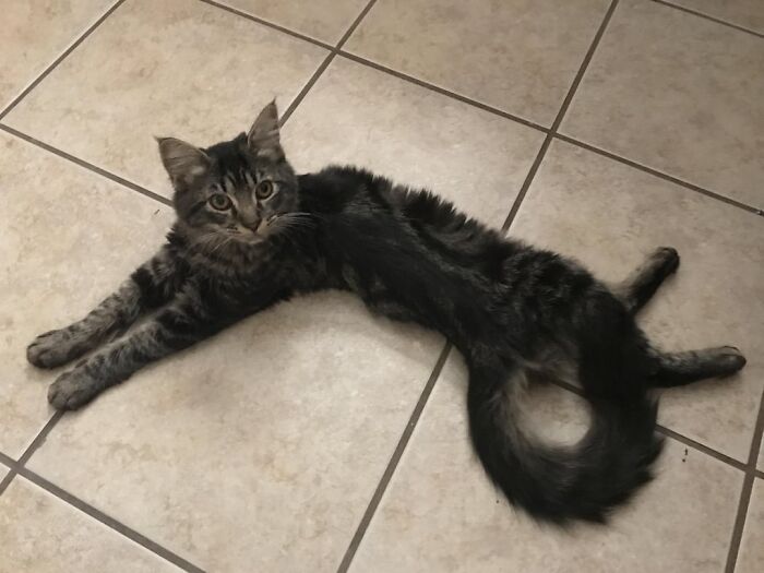Long black and gray tabby cat lying stretched out on tiled floor in a wholesome post to distract from world horrors.