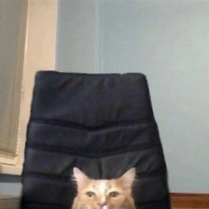 Orange cat with an immaculate aura sitting on a black chair against a light gray wall in a cozy room.