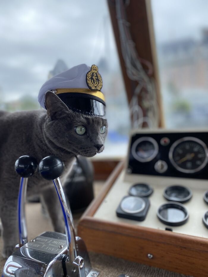 Gray cat wearing a captain's hat steering a boat, showcasing adorable cats known for their top-tier work.