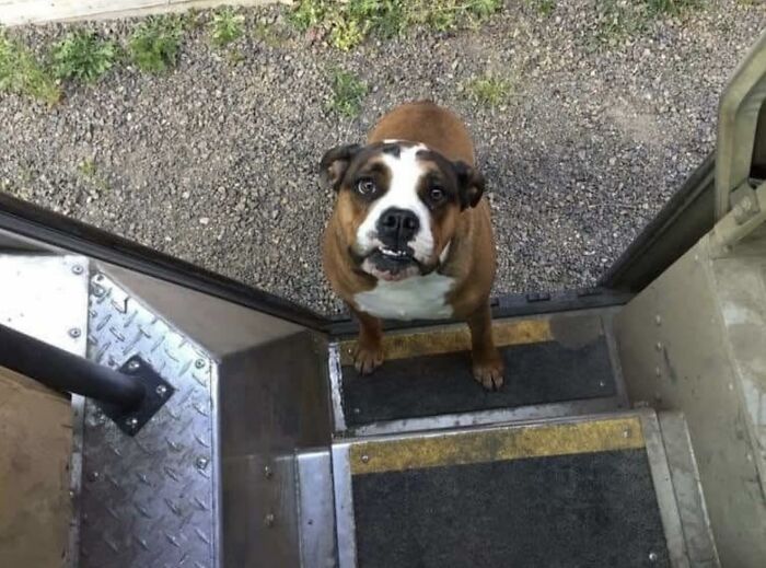 Brown and white dog looking up at a UPS driver from the steps of a delivery truck during a pet encounter.