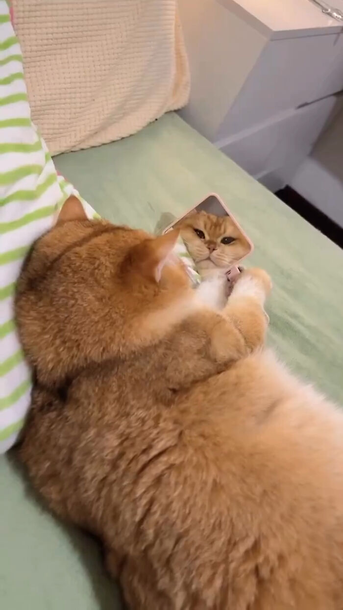 Orange cat lying on a bed, looking at its reflection in a small mirror, showcasing a calm and immaculate aura.