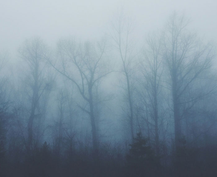 Foggy forest with bare trees creating a creepy atmosphere, evoking unsettling feelings while home alone.