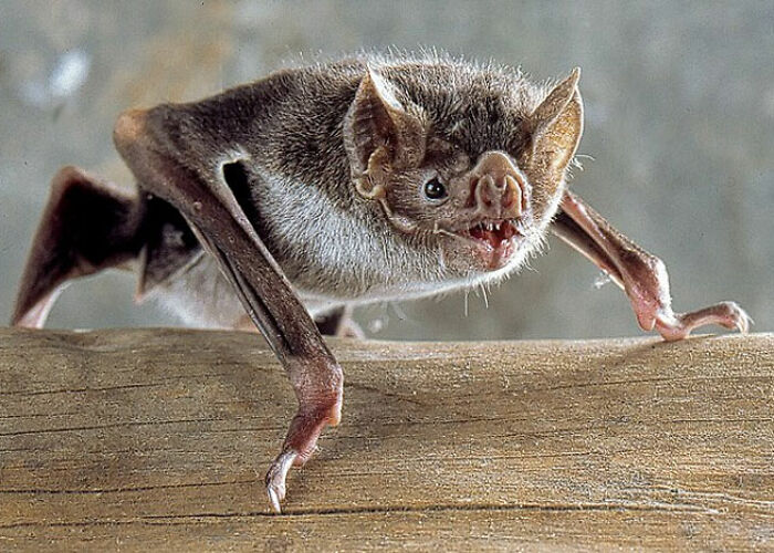 Close-up of a creepy and cool bat perched on wood highlighting surprising animal facts in nature.