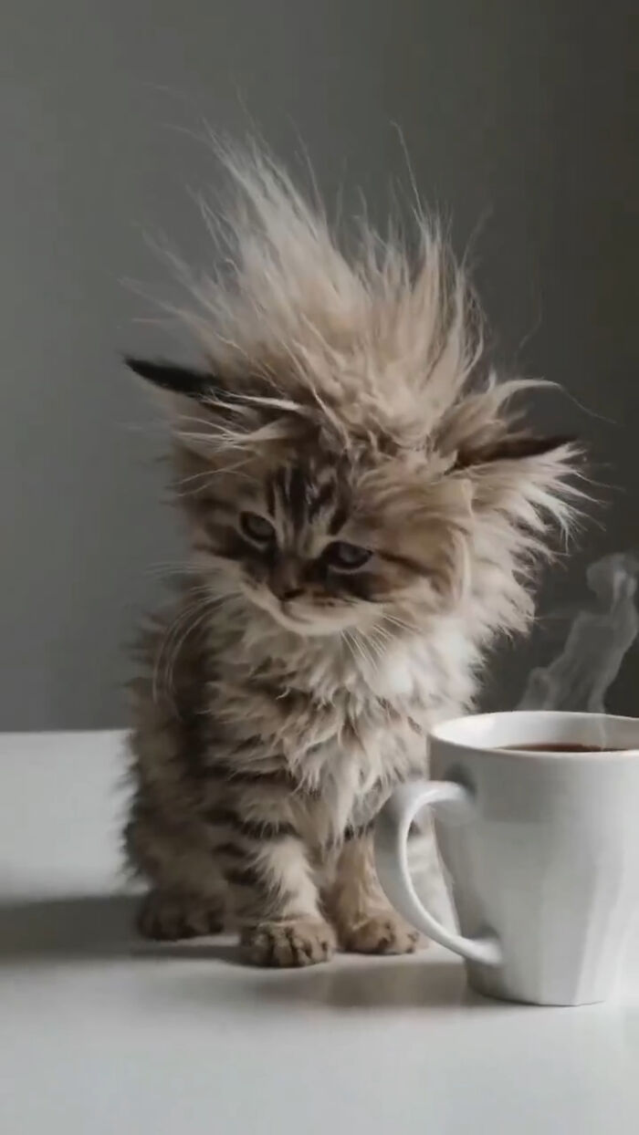 Fluffy kitten with immaculate aura sitting beside a steaming cup, showcasing amazing cat fur texture and expression.