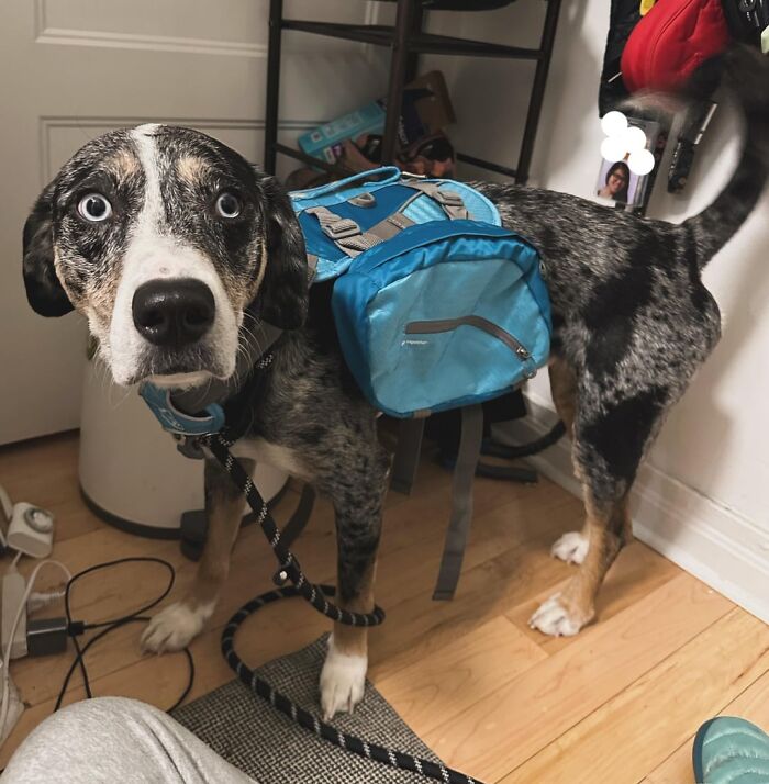 Dog with blue backpack indoors, one paw raised, showcasing a wholesome post to distract from the current horrors of the world.