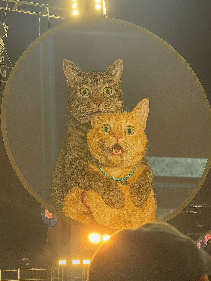 Two amazing cats with immaculate auras embrace inside a large circular light display at night.