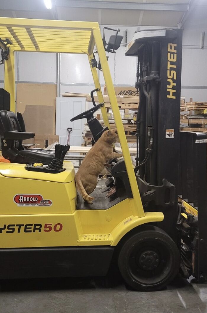 Orange cat standing on forklift controls in a warehouse setting showcasing adorable cats in top-tier work roles.