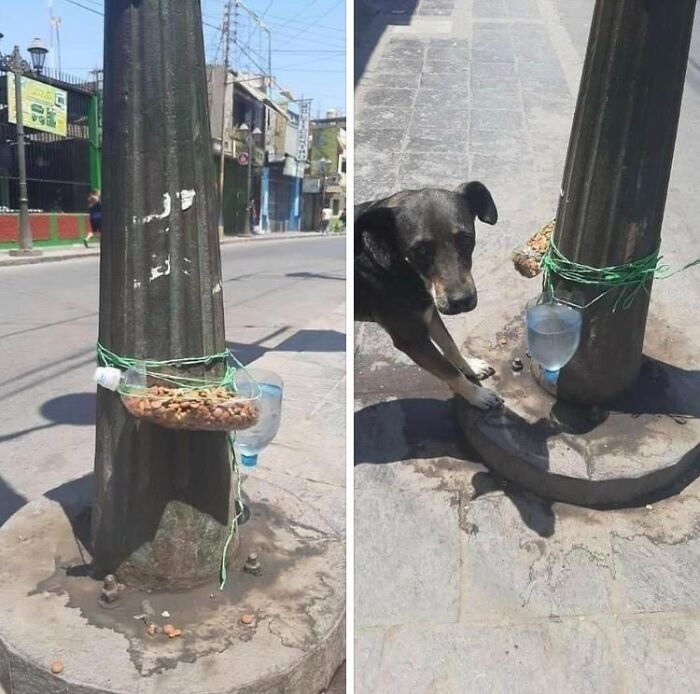 Street setup with water and food bowls tied to a pole providing care for stray dogs in a wholesome gesture.