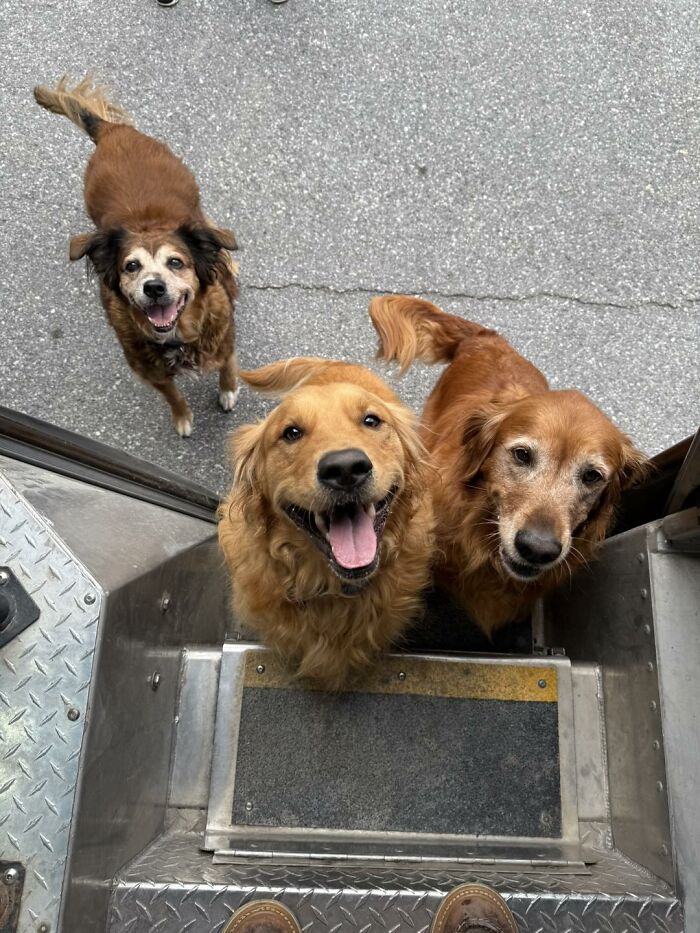 Three adorable dogs happily greeting a UPS driver outside the delivery truck during a pet meet moment.