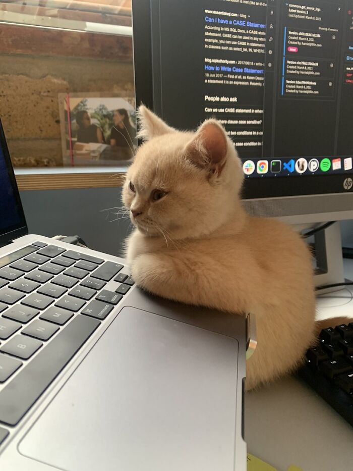 Adorable light brown kitten resting on laptop keyboard near computer screen in a cozy workspace setting