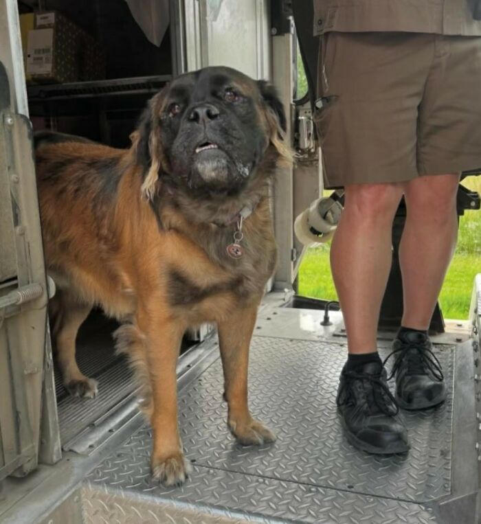 Large brown dog standing inside a UPS truck next to a UPS driver wearing brown shorts and black shoes on a delivery route.