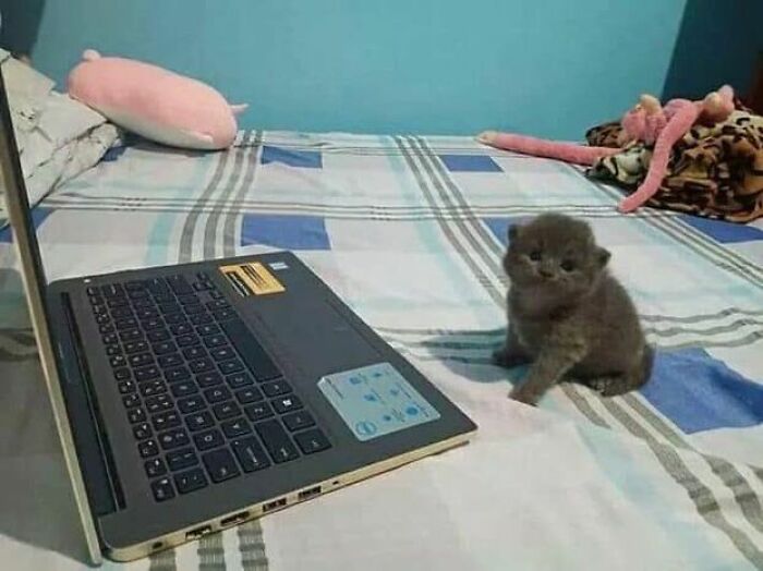 Gray kitten sitting on a bed next to a laptop, showcasing adorable cats in a cozy home setting.
