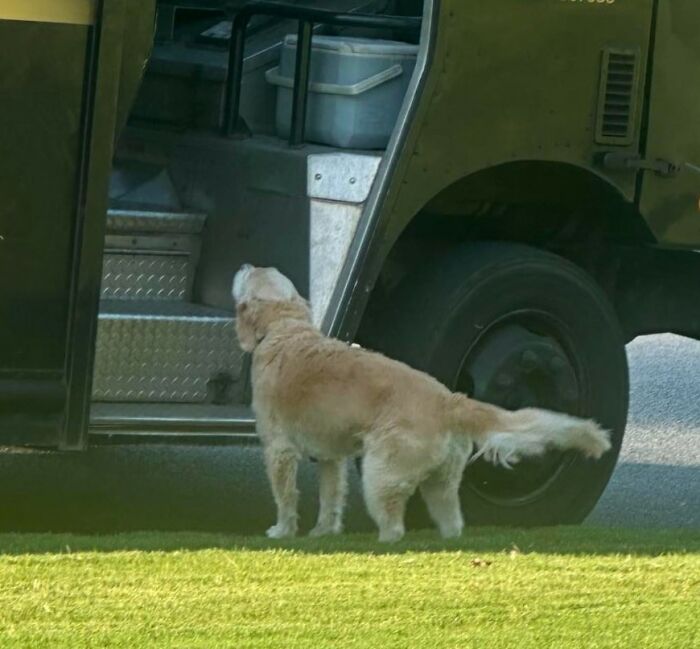 Golden retriever standing beside an open UPS truck door during a delivery with green grass in the foreground.