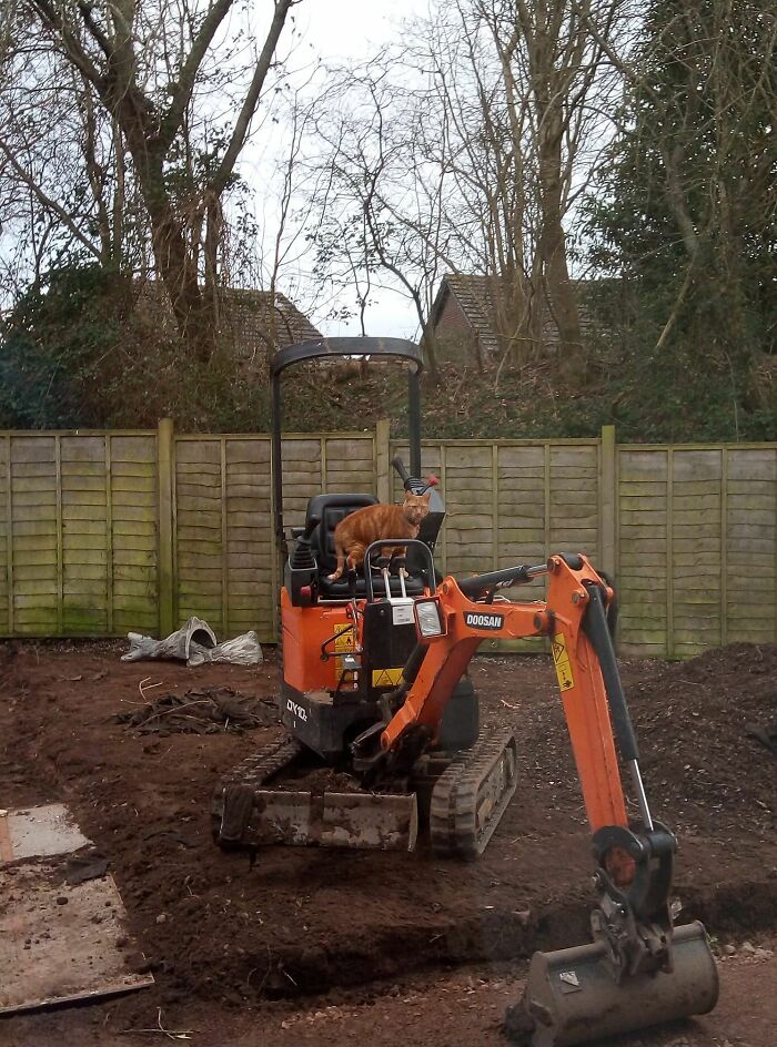 Orange cat sitting on a compact excavator in a backyard, showcasing adorable cats in unique work settings.