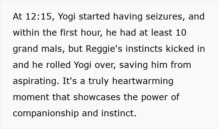 Boxer dog saving French Bulldog brother during seizures, showcasing a truly heartwarming moment of companionship and instinct.