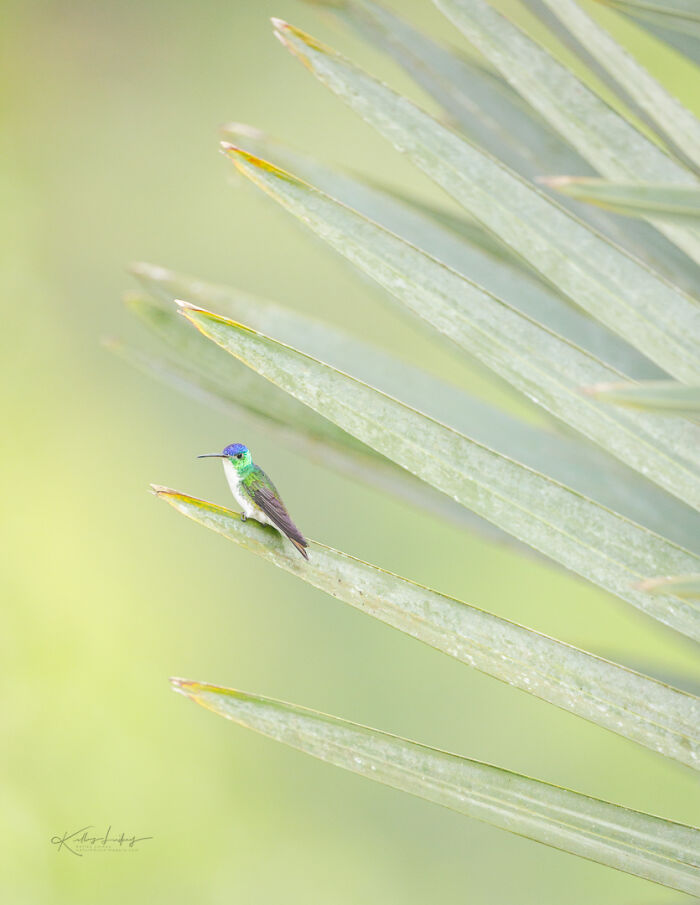 Small colorful hummingbird perched on a leaf, showcasing birds as fine art in a delicate natural setting.