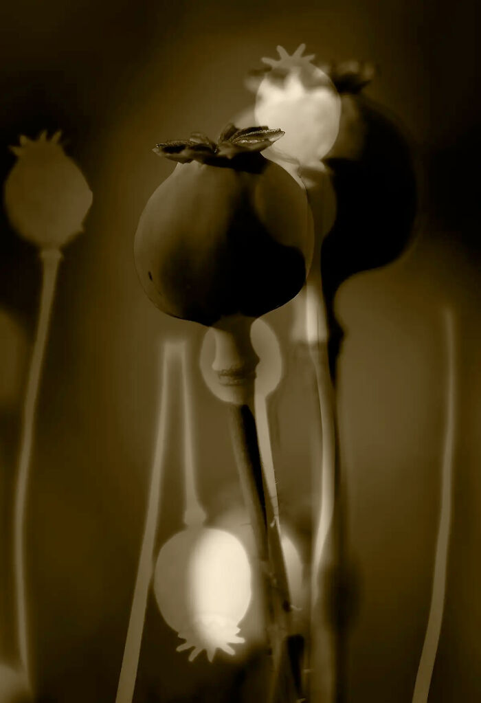 Echoes Of Sepia From The Series 'The Illusion Of Poppies' © Julie Wang