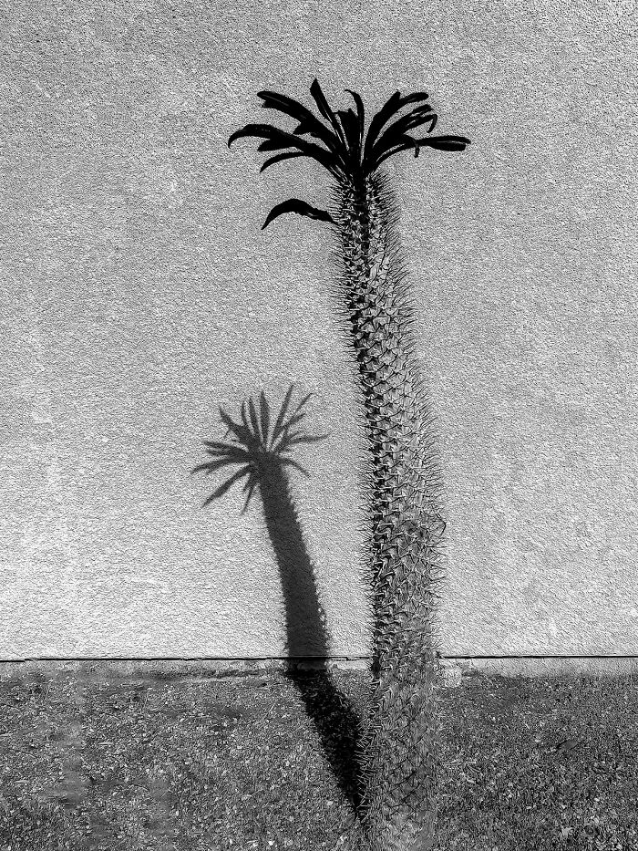 Conversing With My Shadow From The Series 'Shadow World' © Michael Hrankowski