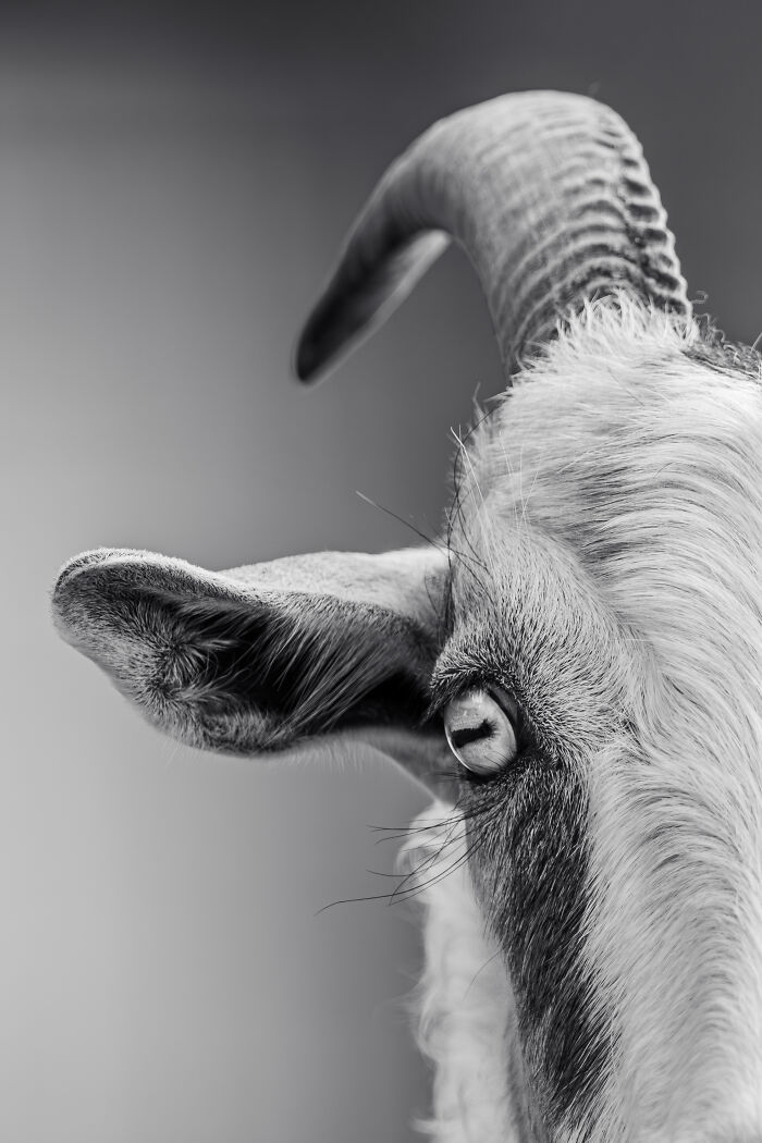 Close-up black and white creative pet photo of a small mouse eating, showcasing heartwarming pet photography.