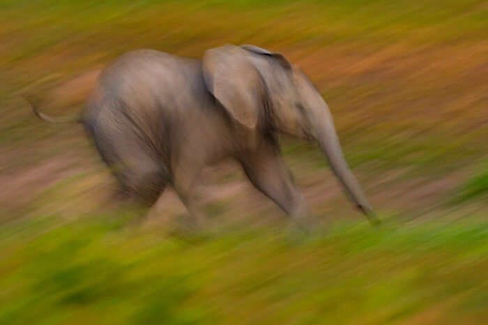 Blurry motion wildlife photo of a running elephant captured by award-winning wildlife photographer Andy Parkinson.