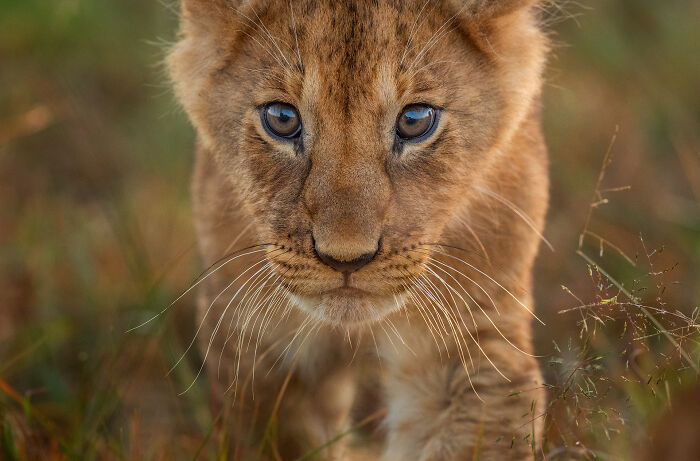 Close-up of a young lion cub walking through grass, showcasing stunning wildlife photography by award-winning photographer Andy Parkinson.