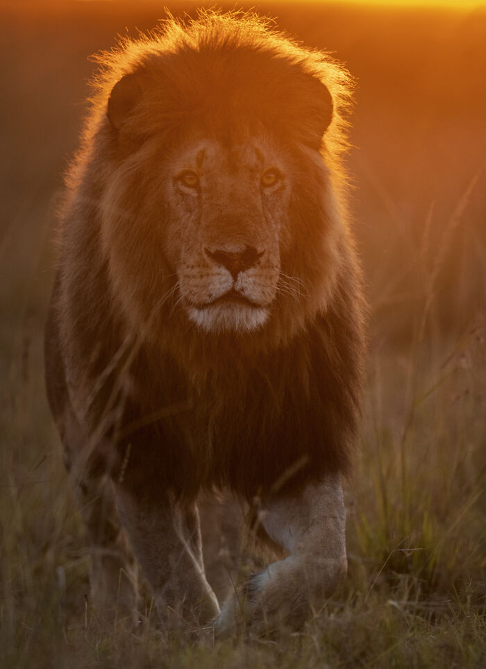 Male lion walking through grass at sunset, showcasing stunning wildlife captured by award-winning photographer Andy Parkinson.