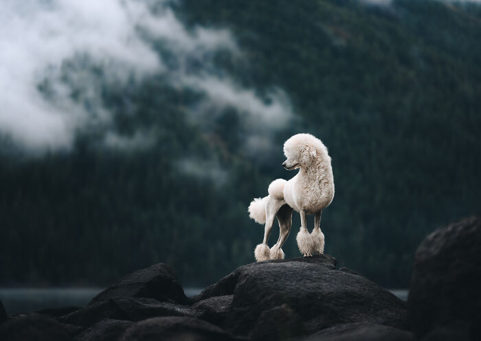 White dog howling on rocks by lake with misty mountains in background, creative pet photos winning awards.