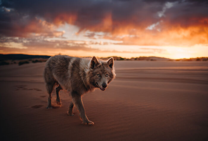 Dog standing on a rock by water at sunset in a mountainous landscape, creative pet photography award-winning photo.