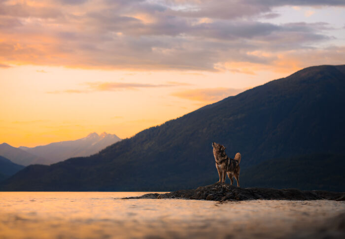 Dog standing on a rock by water at sunset in a mountainous landscape, creative pet photography award-winning photo.