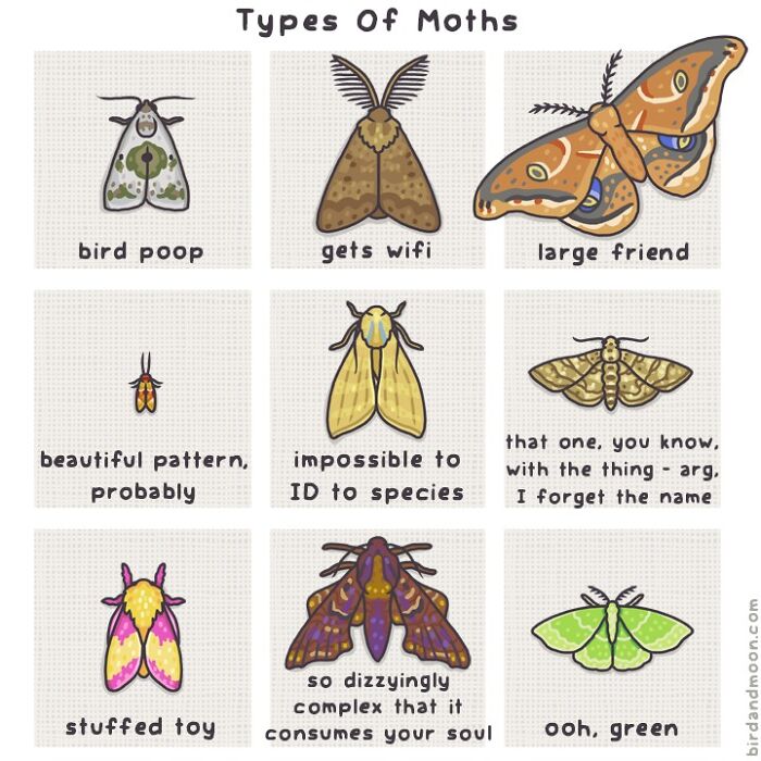 Illustration of playful comics showing different funny types of moths, highlighting nature and wildlife humor.